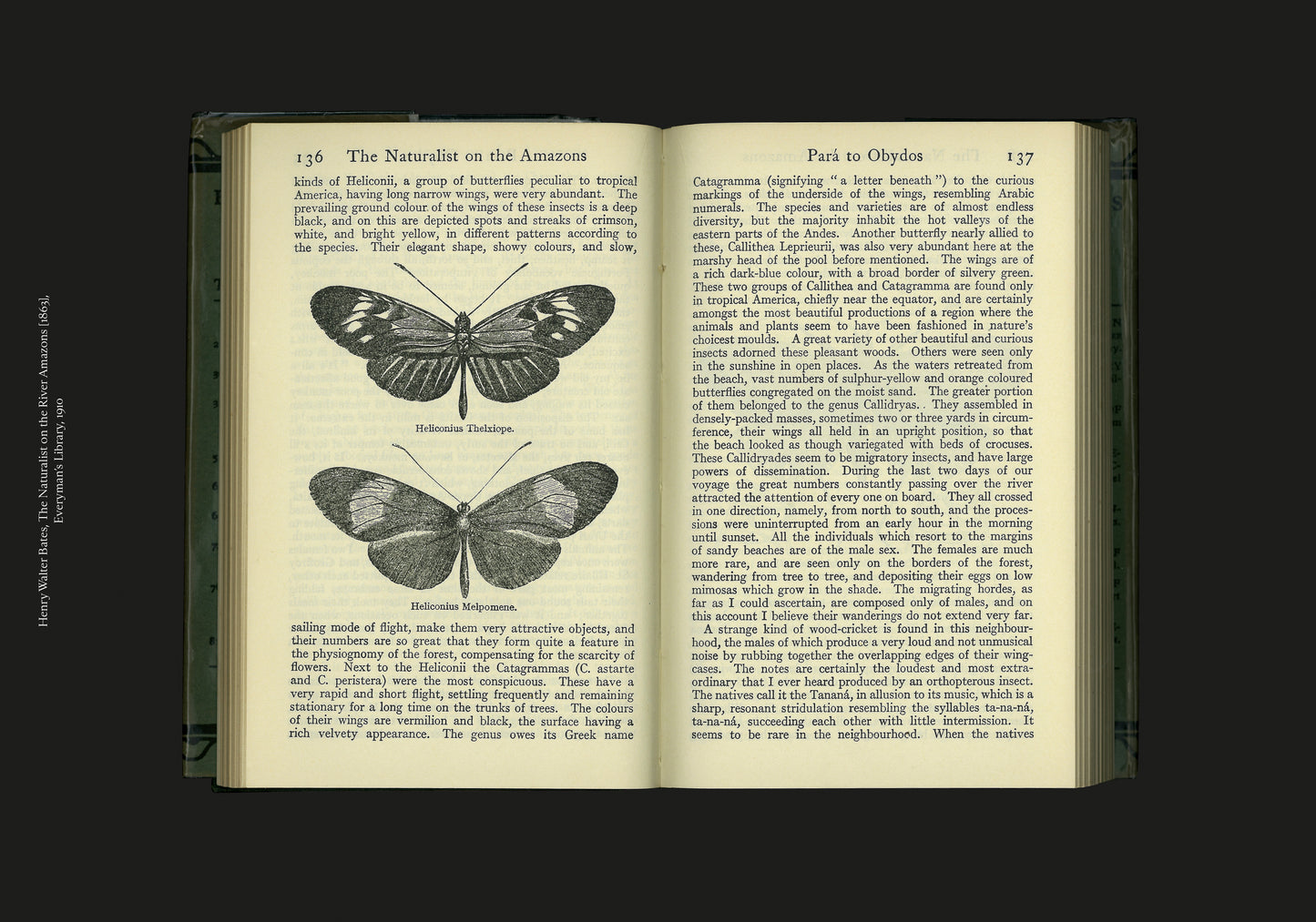 Alison Turnbull, PSYCHE Or, the butterfly - an expanded field guide, 2018